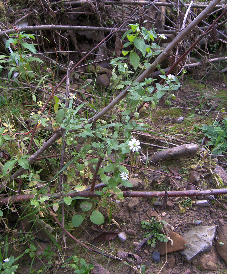 Image of Myosoton aquaticum specimen.