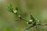 Polygonum