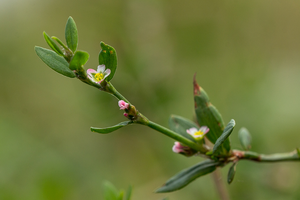 Изображение особи род Polygonum.