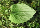 Doronicum carpaticum