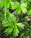 Potentilla intermedia