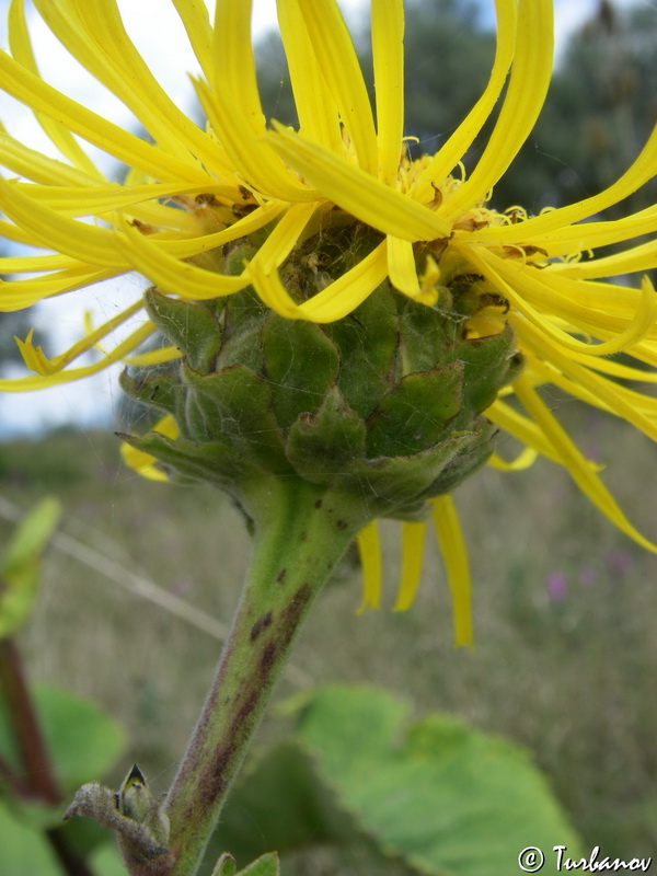 Image of Inula helenium specimen.