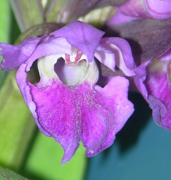 Image of Dactylorhiza aristata specimen.