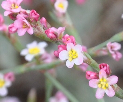 Image of Polygonum arenarium specimen.