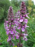 Stachys palustris