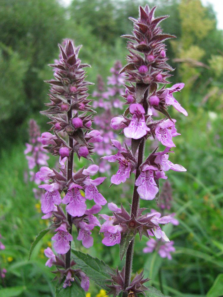 Image of Stachys palustris specimen.
