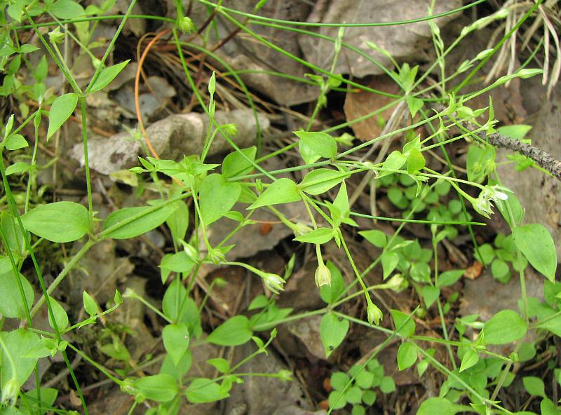 Image of Moehringia trinervia specimen.
