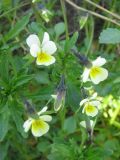 Viola arvensis