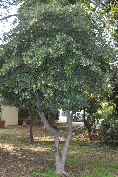 Image of Pittosporum tobira specimen.