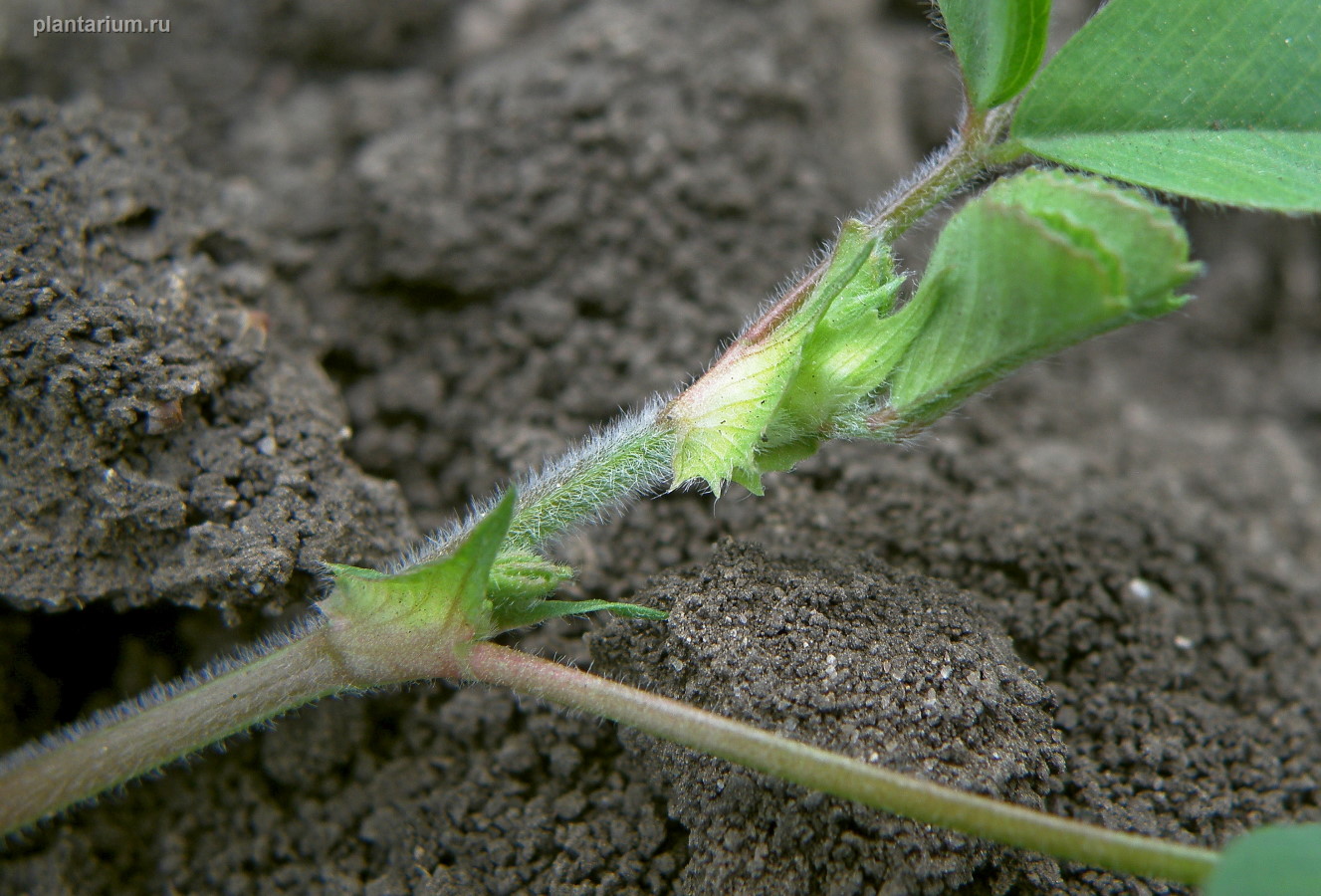 Image of Medicago lupulina specimen.