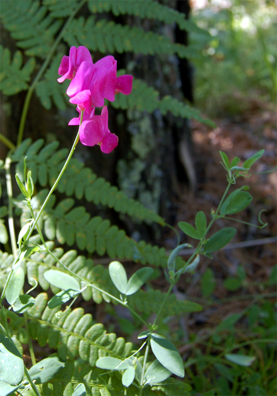 Изображение особи Lathyrus tuberosus.