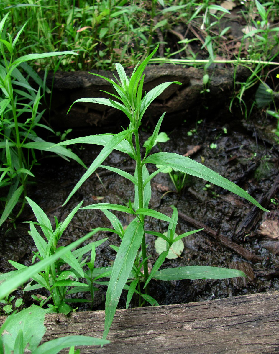 Image of Epilobium palustre specimen.