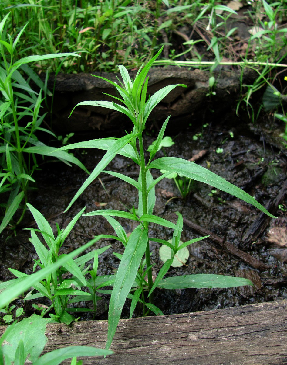 Изображение особи Epilobium palustre.