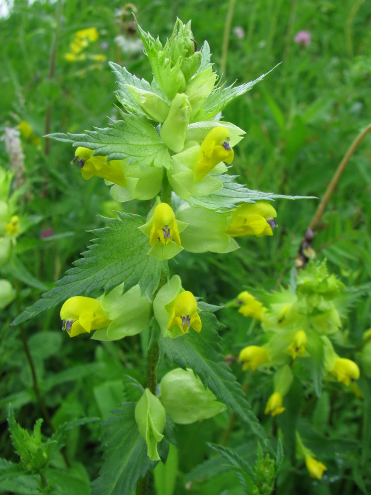 Изображение особи Rhinanthus vernalis.