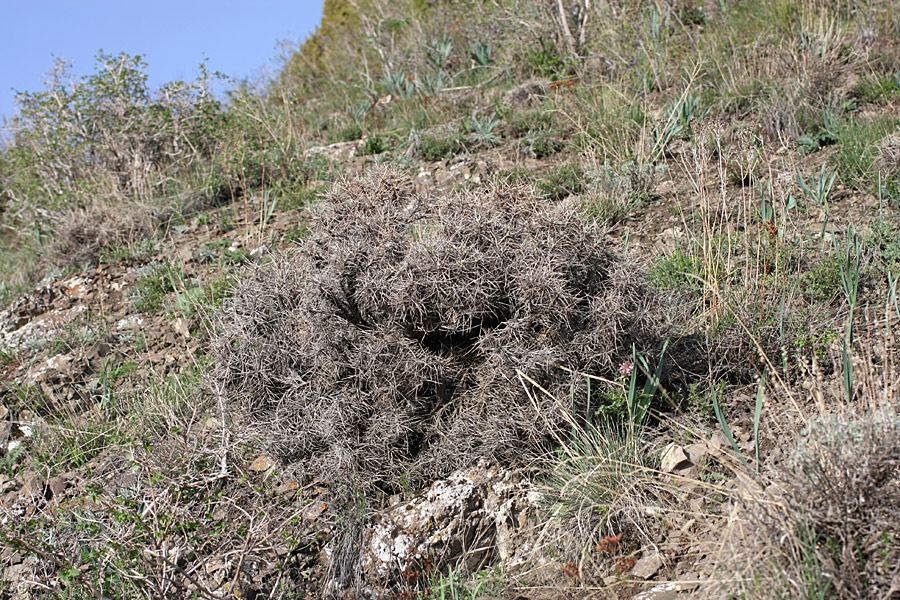 Image of Onobrychis echidna specimen.