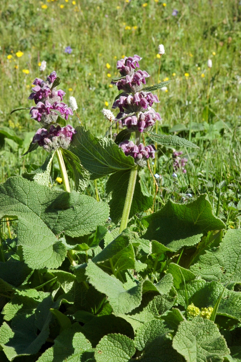 Изображение особи Phlomoides oreophila.