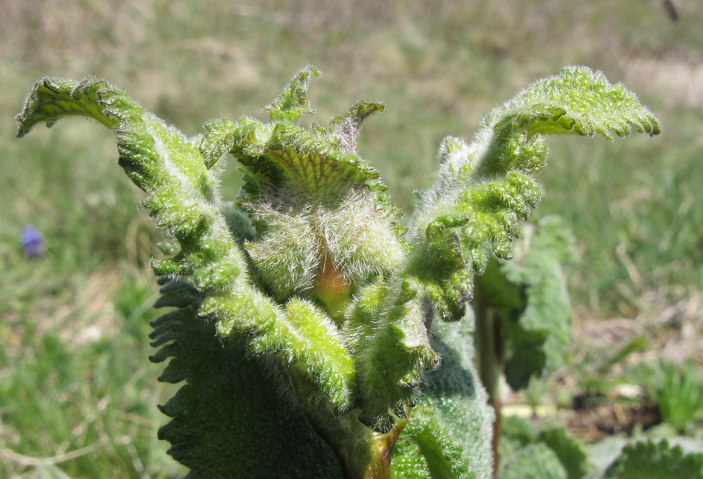 Image of Phlomoides tuberosa specimen.