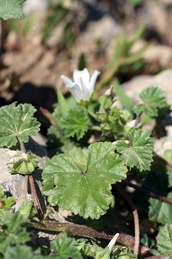 Изображение особи Malva neglecta.