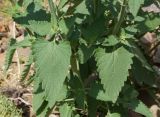 Nepeta cataria