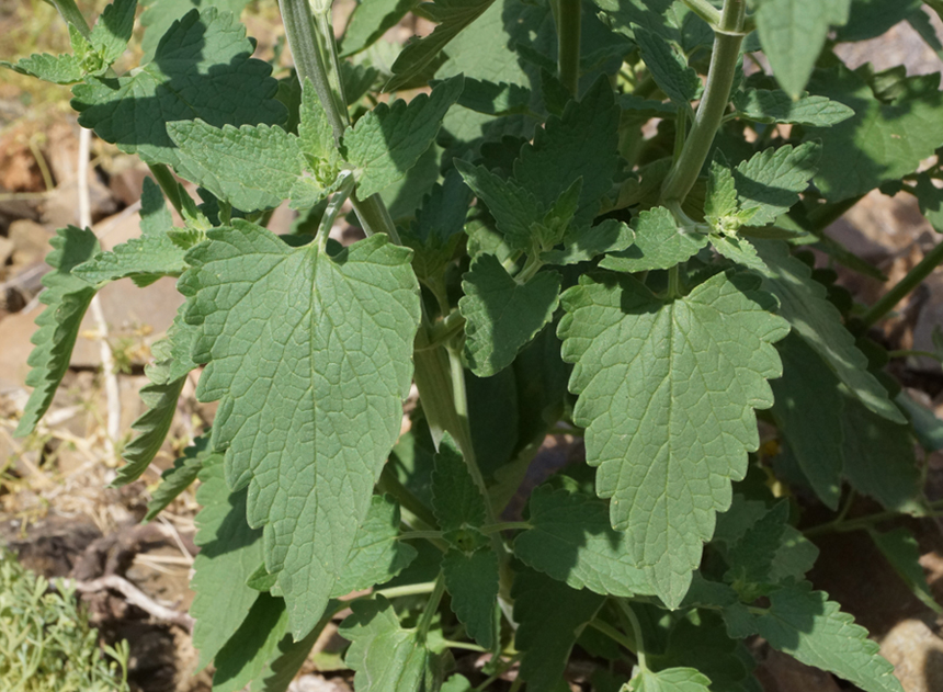 Image of Nepeta cataria specimen.