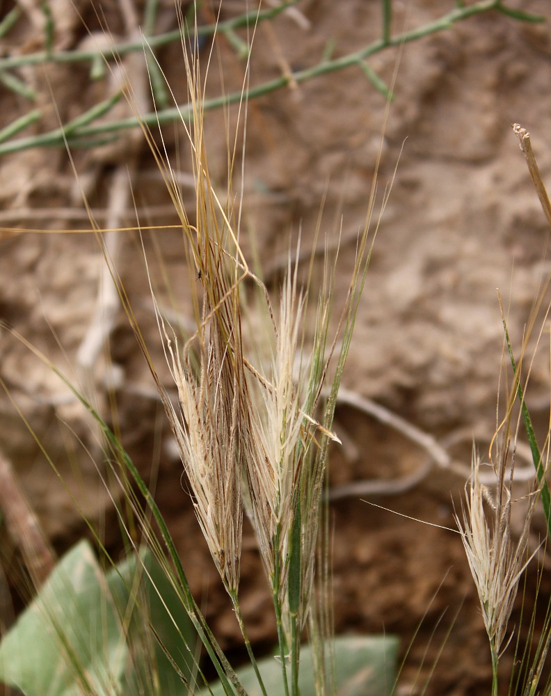 Image of Stipellula capensis specimen.