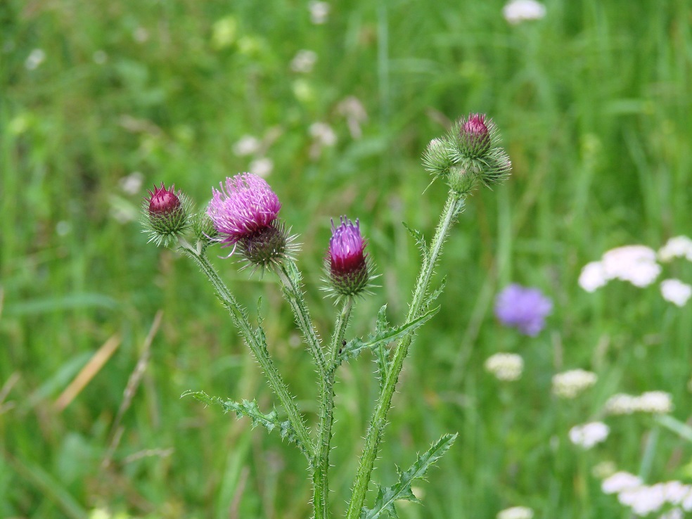 Изображение особи Carduus crispus.