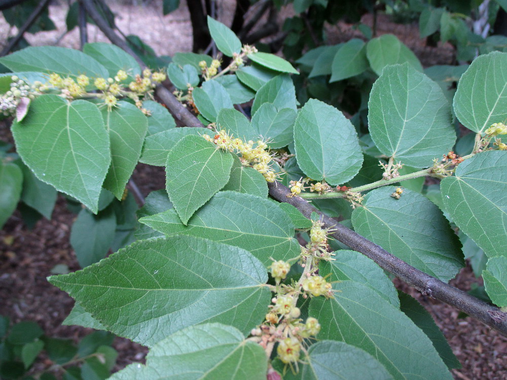 Image of Guazuma ulmifolia specimen.