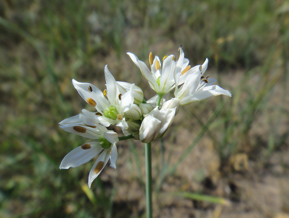 Изображение особи Allium ramosum.