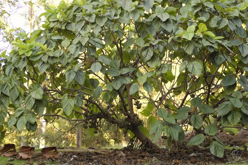Image of Ficus auriculata specimen.