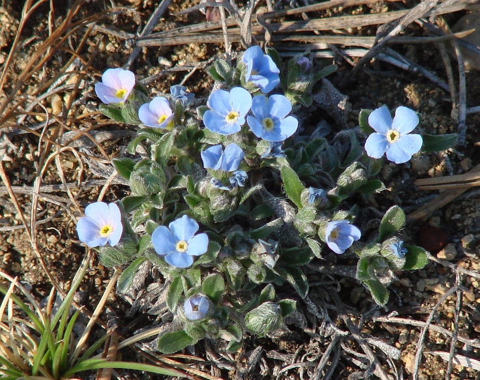 Изображение особи Amblynotus rupestris.