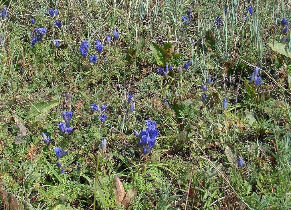 Изображение особи Gentiana decumbens.