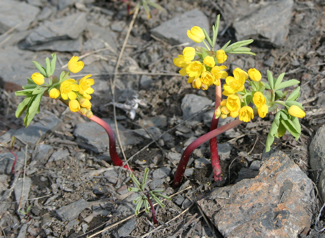 Изображение особи Gymnospermium altaicum.