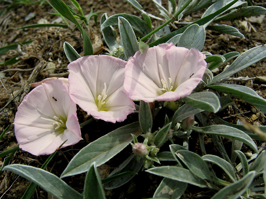 Image of Convolvulus lineatus specimen.