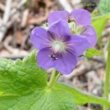 Geranium platyanthum. Соцветие. Приморский край, Уссурийский р-н, просека в дубовом лесу. 25.05.2008.