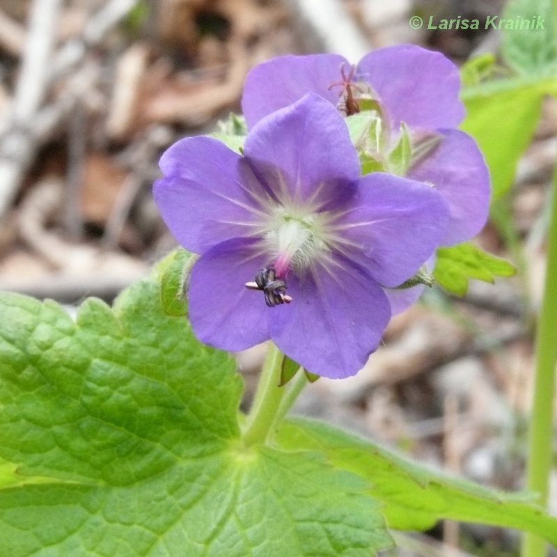 Image of Geranium platyanthum specimen.
