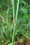 Elytrigia repens