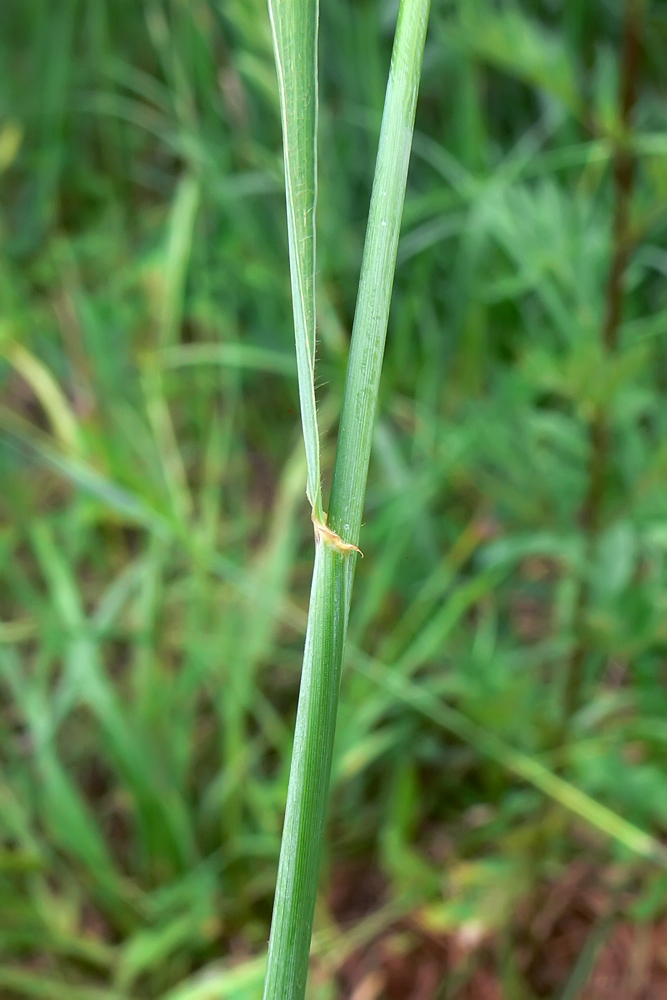 Изображение особи Elytrigia repens.