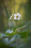 Fragaria vesca. Верхушка цветущего растения. Кировская обл., окр. г. Кирово-Чепецк, опушка леса. 26.05.2015.