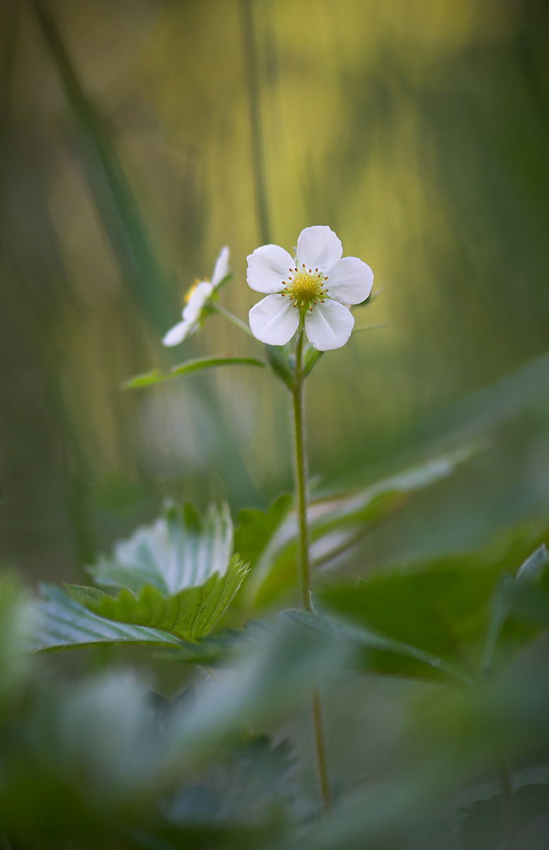Image of Fragaria vesca specimen.