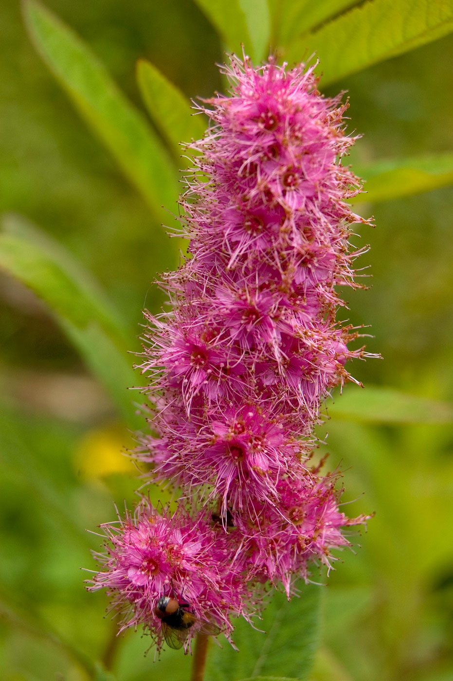 Изображение особи Spiraea &times; billardii.