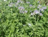 Phacelia tanacetifolia