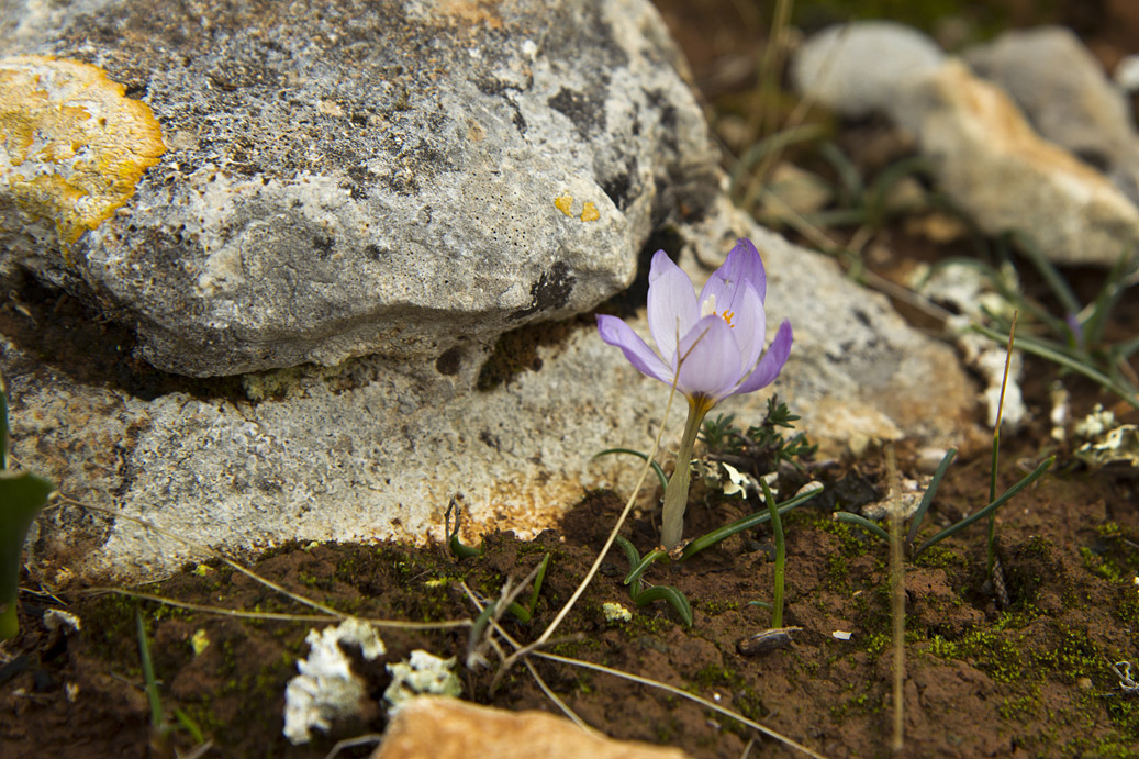 Изображение особи Crocus laevigatus.