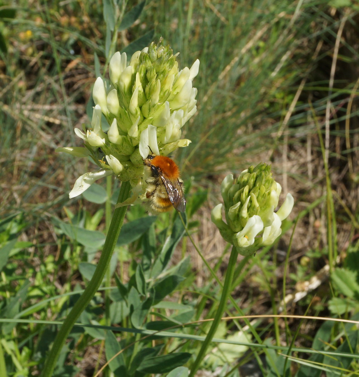 Изображение особи Astragalus follicularis.