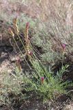 Astragalus stenanthus