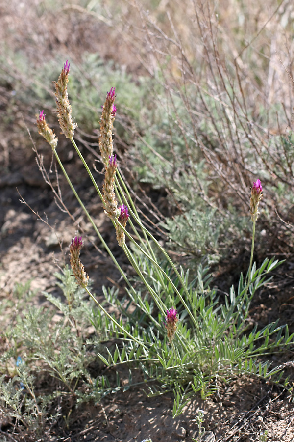 Image of genus Astragalus specimen.