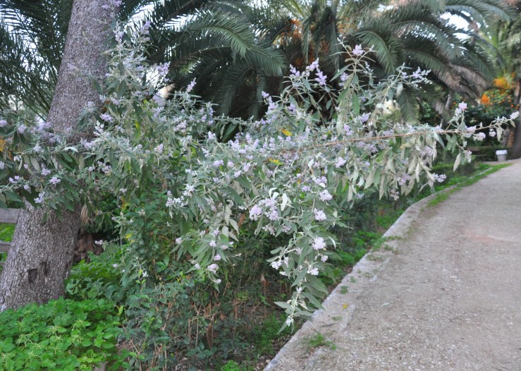 Image of Buddleja japonica specimen.