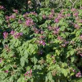 Rubus odoratus. Кроны цветущих растений. Псковская обл., Пушкиногорский р-н, усадьба Михайловское, в культуре в цветнике. 03.08.2015.