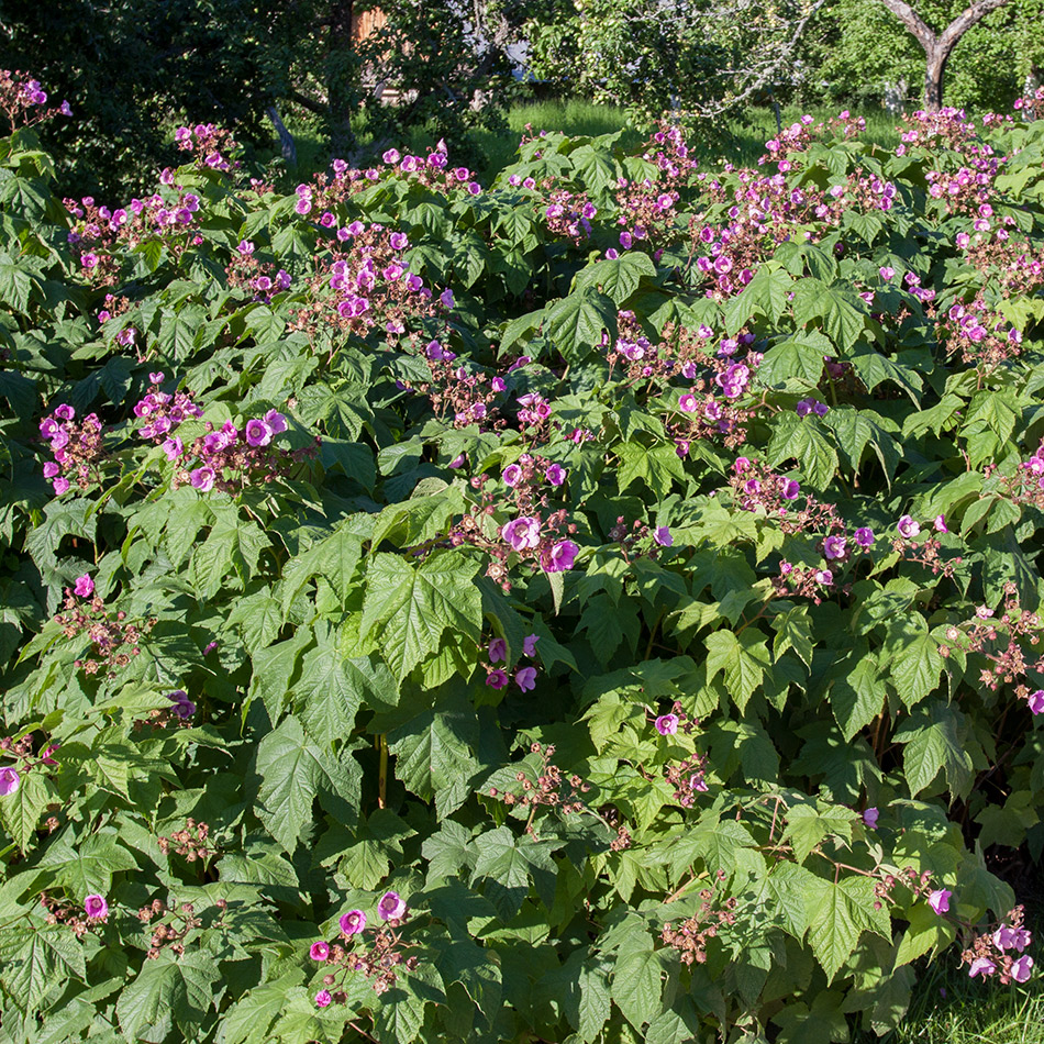 Image of Rubus odoratus specimen.