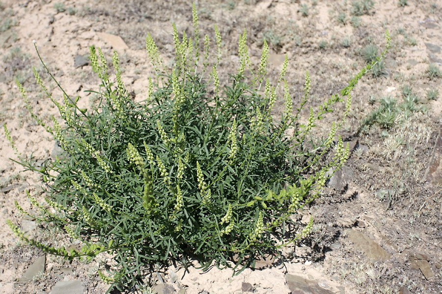 Image of Reseda lutea specimen.