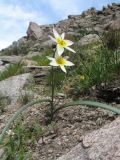 Tulipa bifloriformis. Цветущее растение. Южный Казахстан, Сырдарьинский Каратау, горы Улькунбурултау. 21 марта 2016 г.